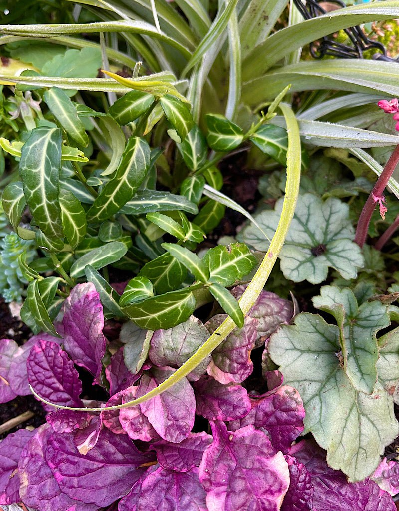 Passion Basket Year Round Subscription - The Garden Corner