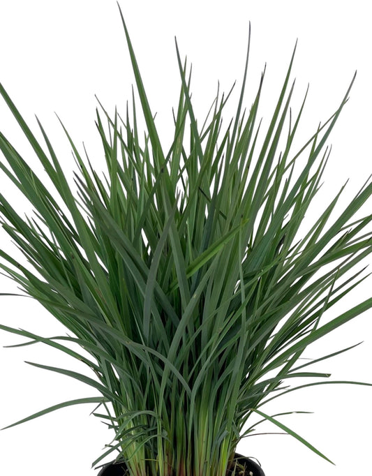 Dianella revoluta 'Coolvista' - The Garden Corner