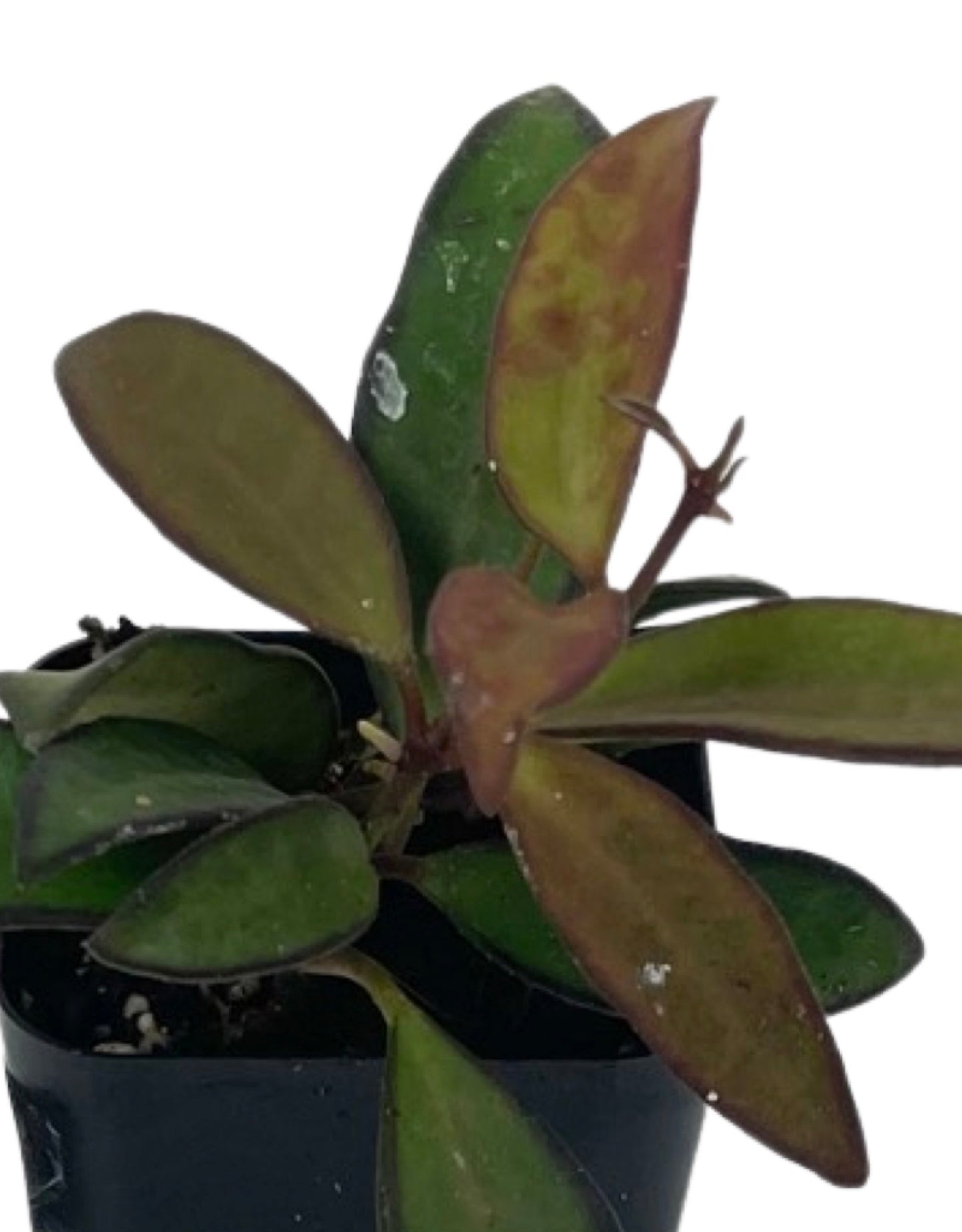 Hoya 'Rosita' 2 Inch - The Garden Corner