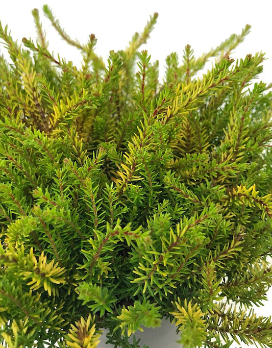 Erica x darleyensis 'EvaGold' - Quart - The Garden Corner