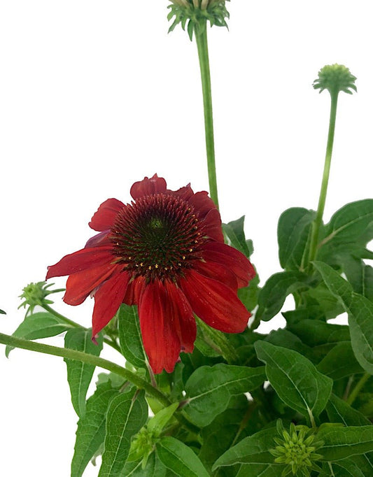 Echinacea purpurea 'Sombrero Salsa Red' 1 Gallon - The Garden Corner