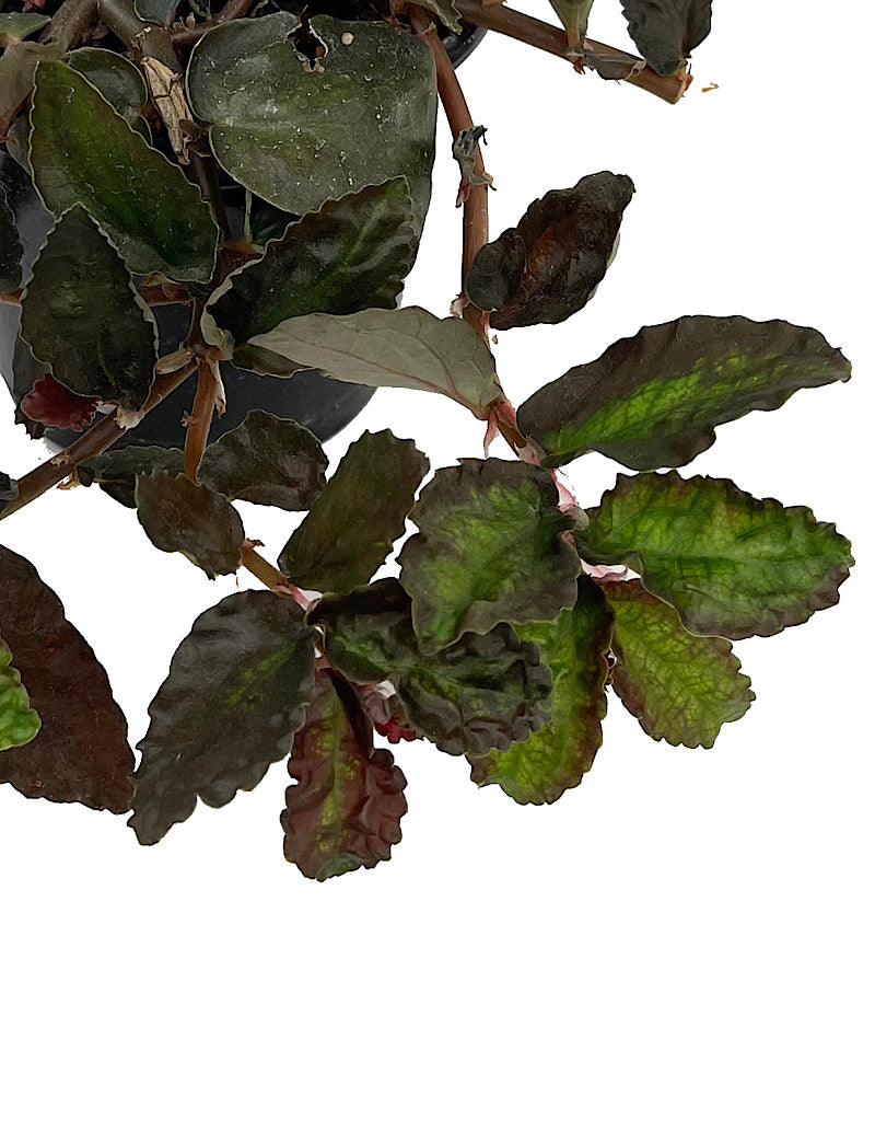 Pellionia repens Quart