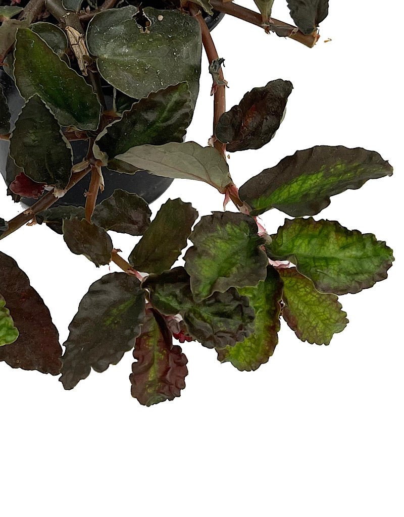 Pellionia repens Quart - The Garden Corner