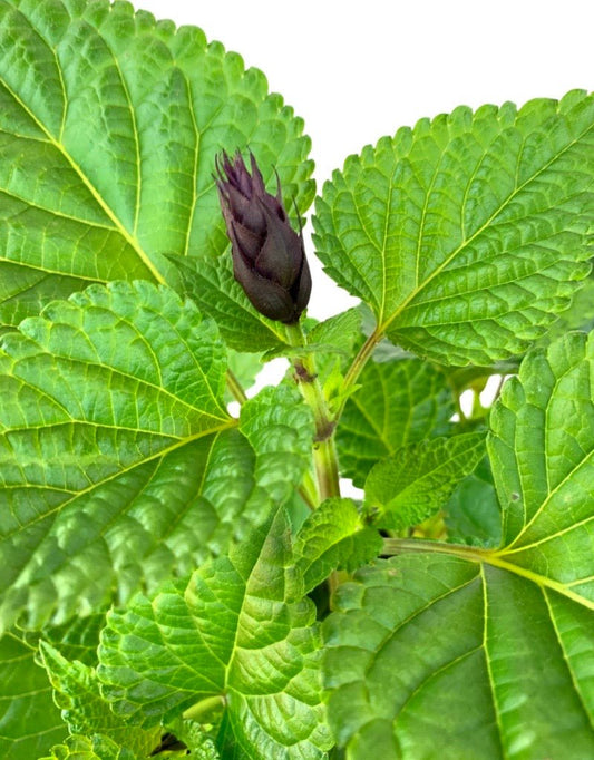 Salvia 'Rockin Deep Purple' - The Garden Corner