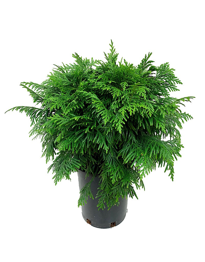Thuja plicata 'Gruene Kugel'