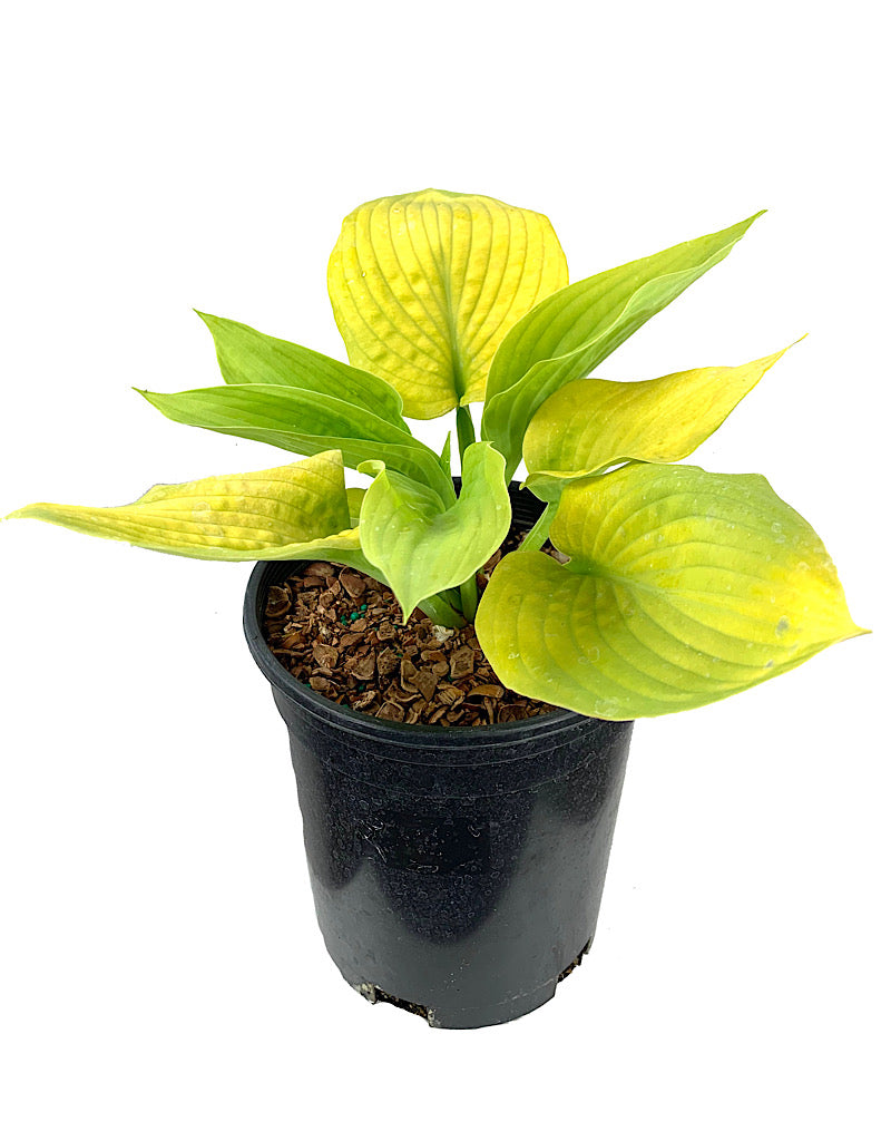 Hosta 'City Lights'