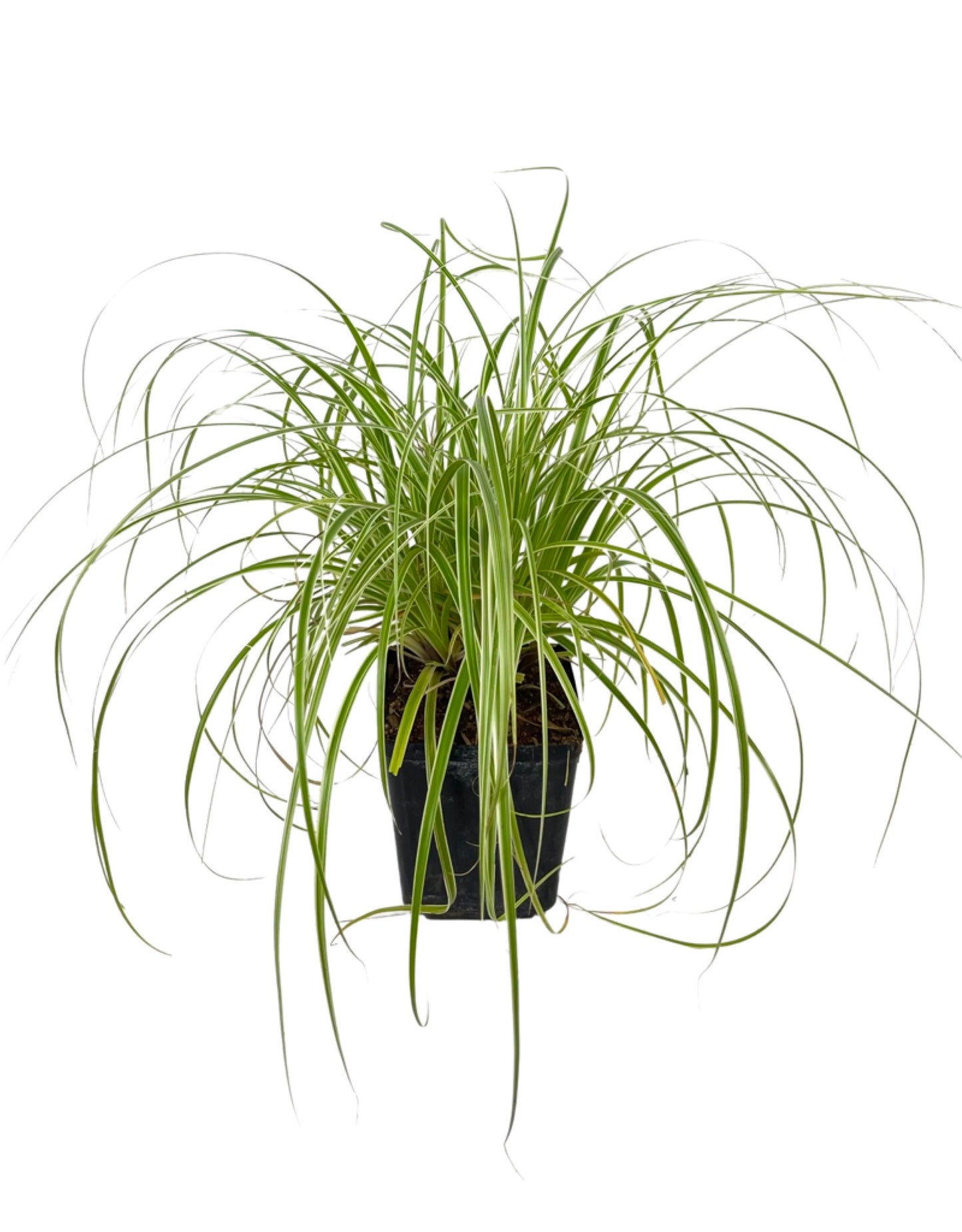 Carex oshimensis 'Feather Falls' - Perennials