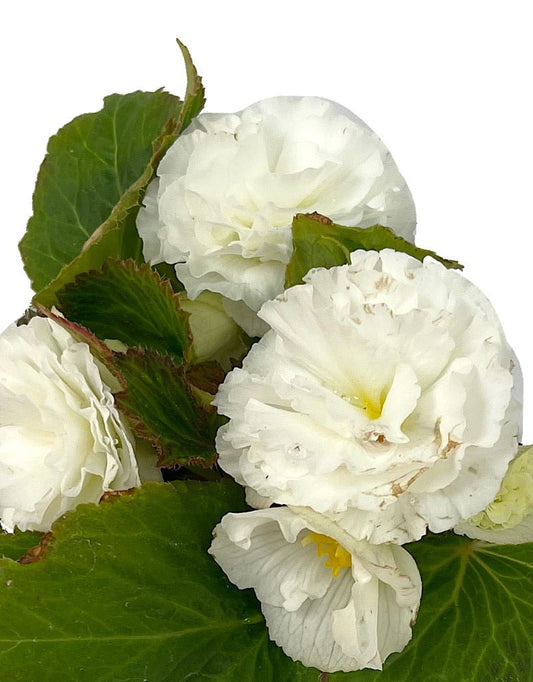 Begonia 'Nonstop White' - The Garden Corner