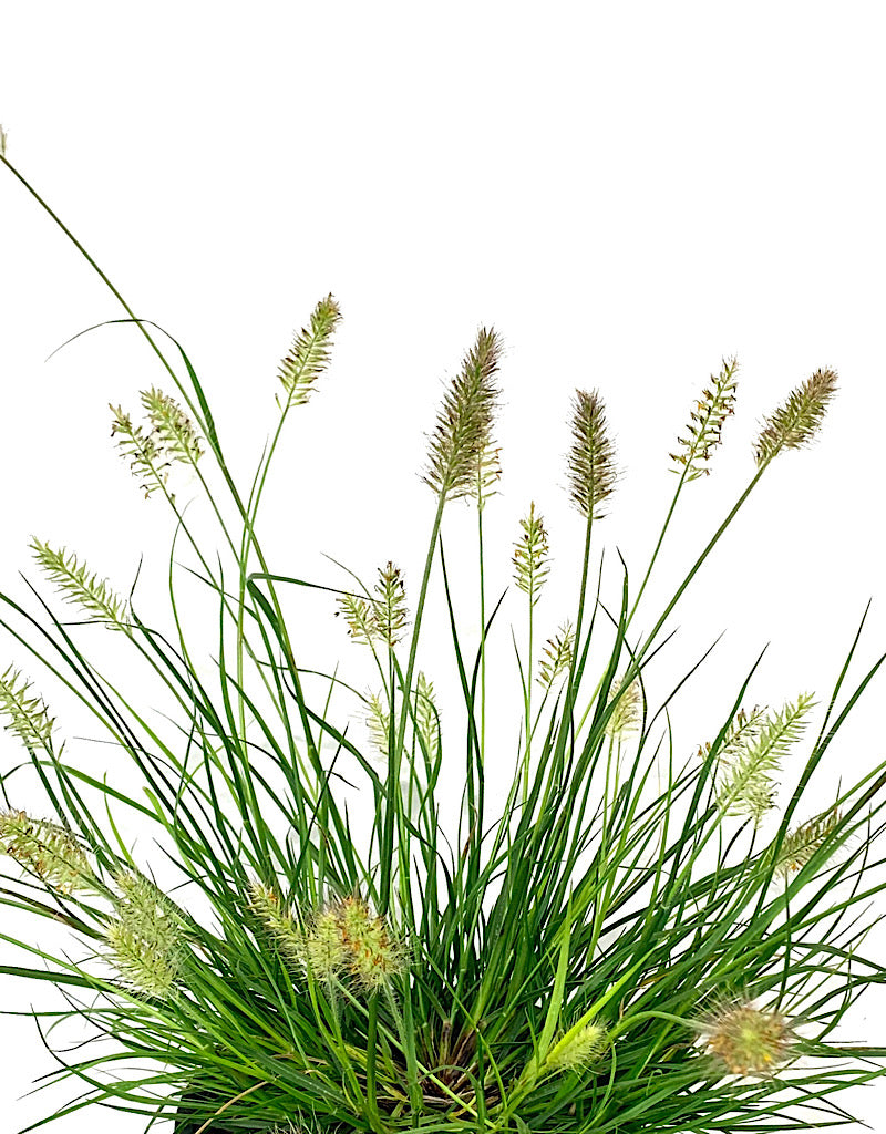 Pennisetum 'Little Bunny' 1 Gallon