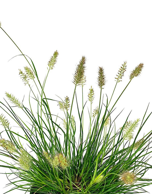 Pennisetum 'Little Bunny' 1 Gallon - The Garden Corner