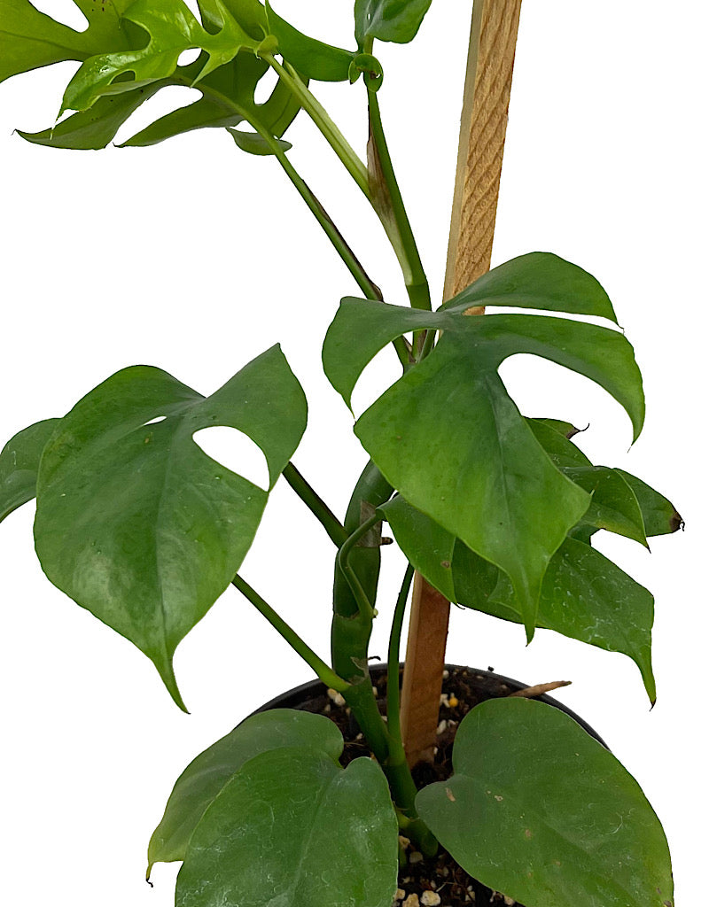 Rhaphidophora tetrasperma