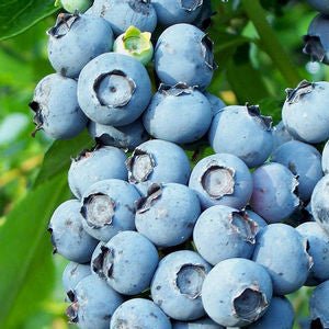 Blueberry 'Toro' - Shrubs