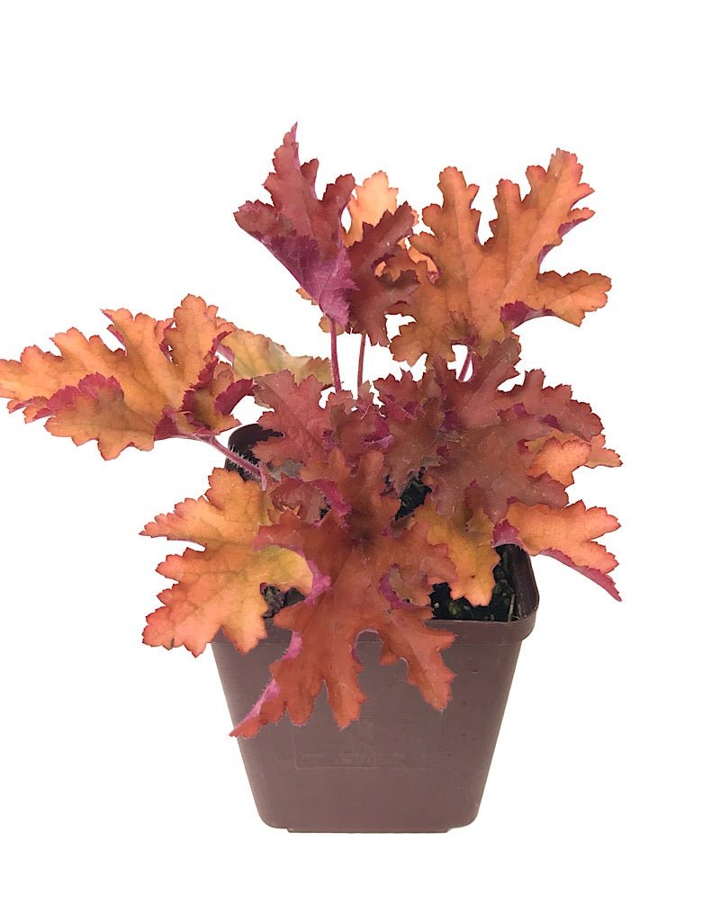 Heuchera 'Zipper' - Perennials
