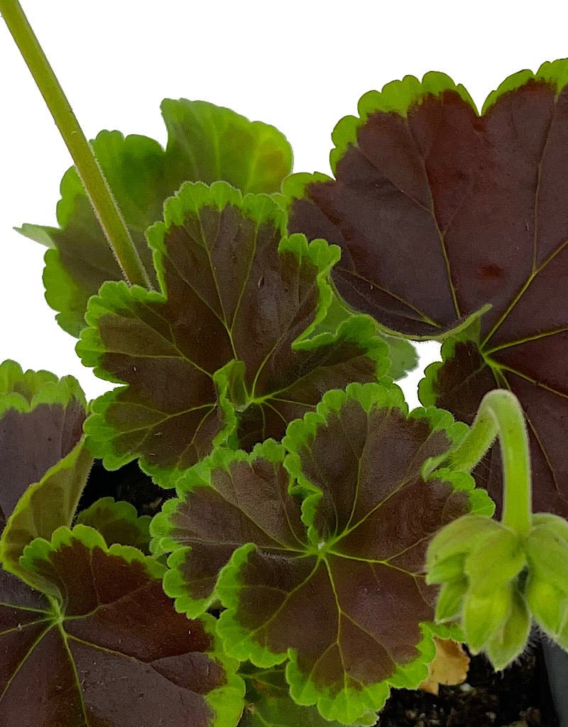 Geranium Fancy Leaf 'Chocolate Cherry' - The Garden Corner
