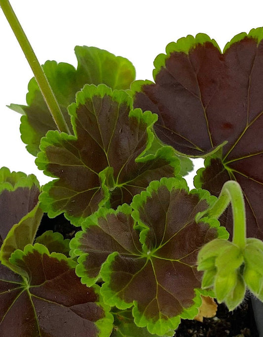 Geranium Fancy Leaf 'Chocolate Cherry' - The Garden Corner