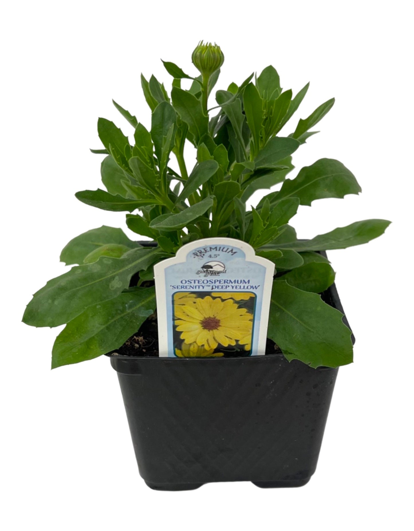 Osteospermum 'Serenity Deep Yellow' 4 Inch