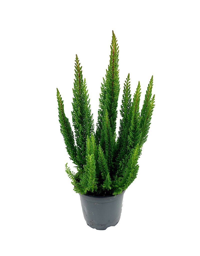 Calluna vulgaris 'Stockholm' - Shrubs