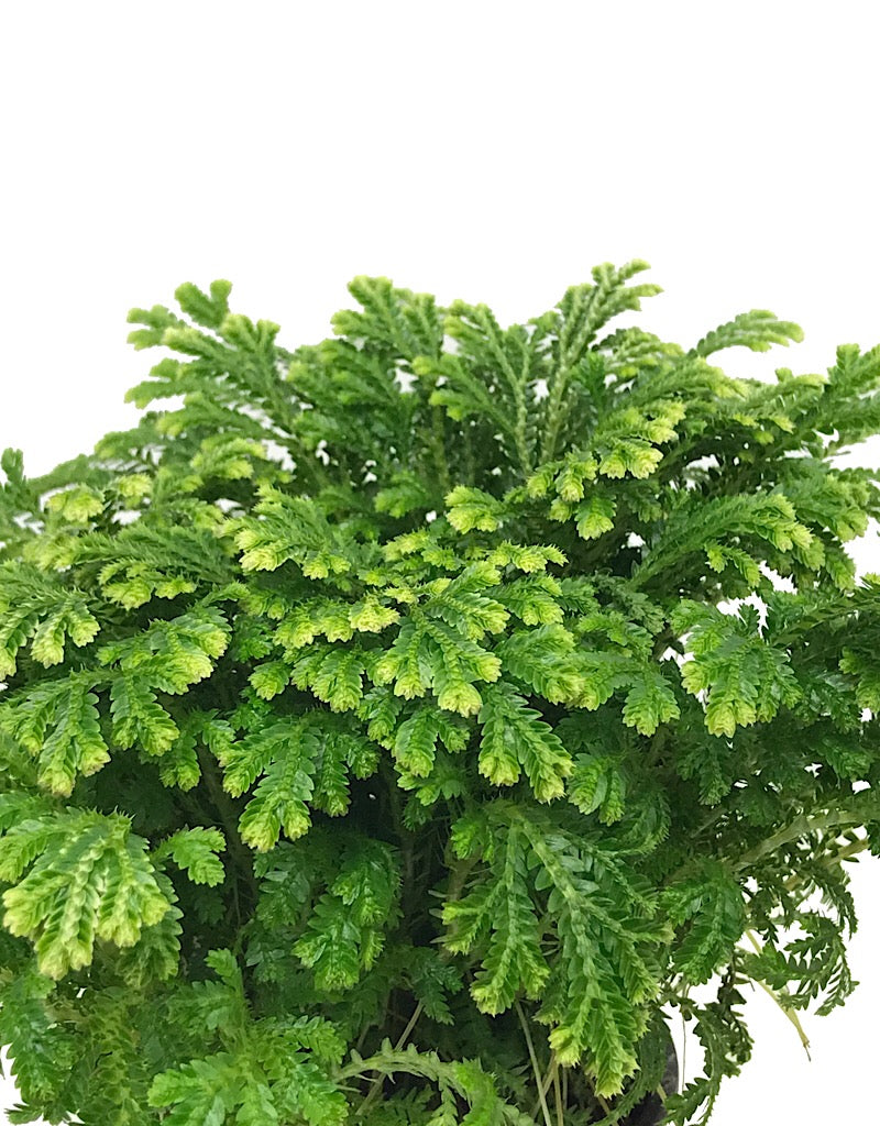 Selaginella krauss 'Variegatus' - 4 inch