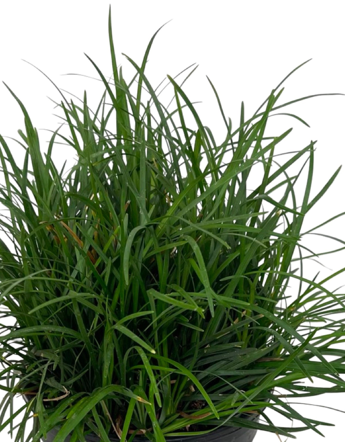 Ophiopogon japonicus 1 Gallon - The Garden Corner