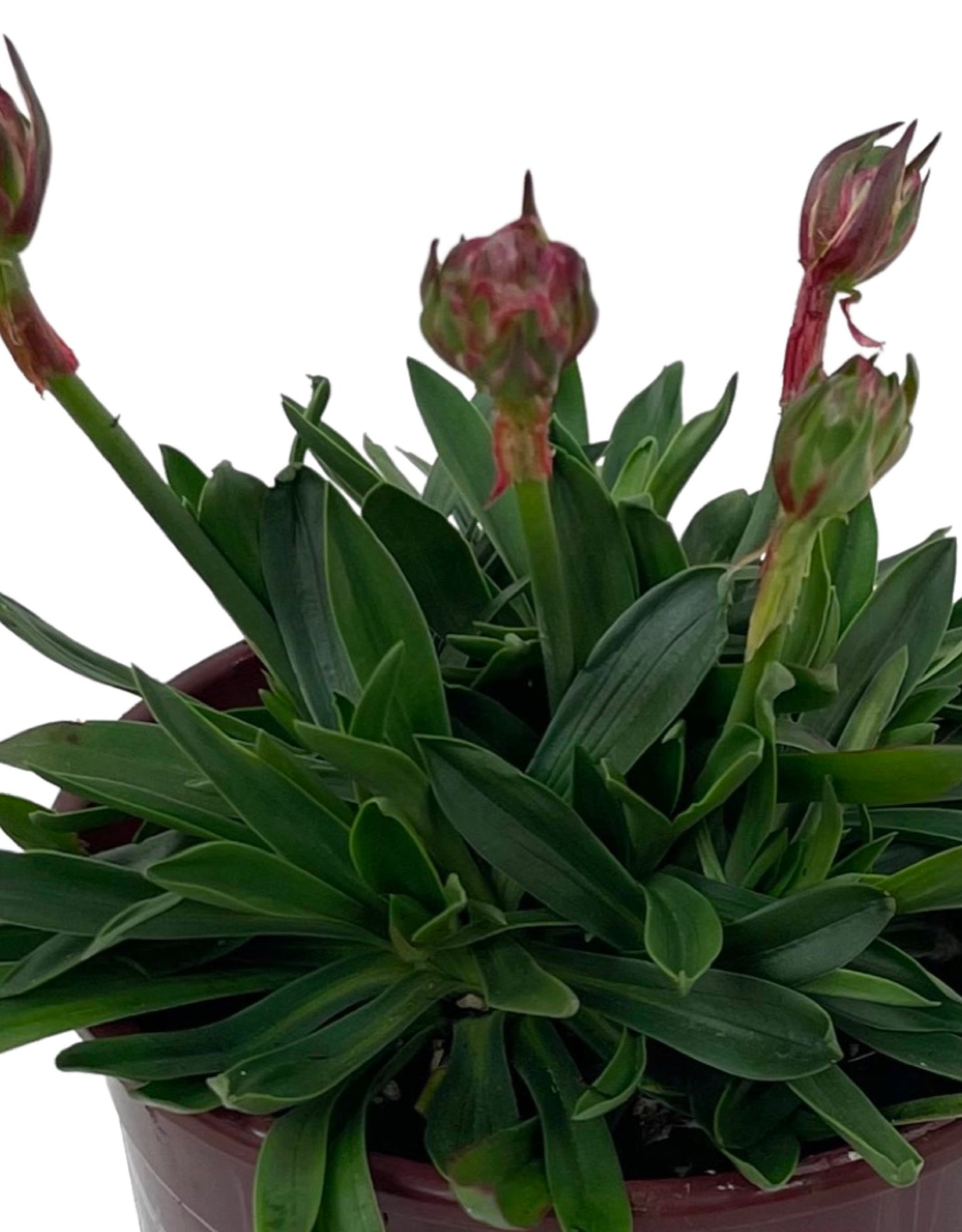 Armeria pseudarmeria 'Dreameria Daydream' - The Garden Corner
