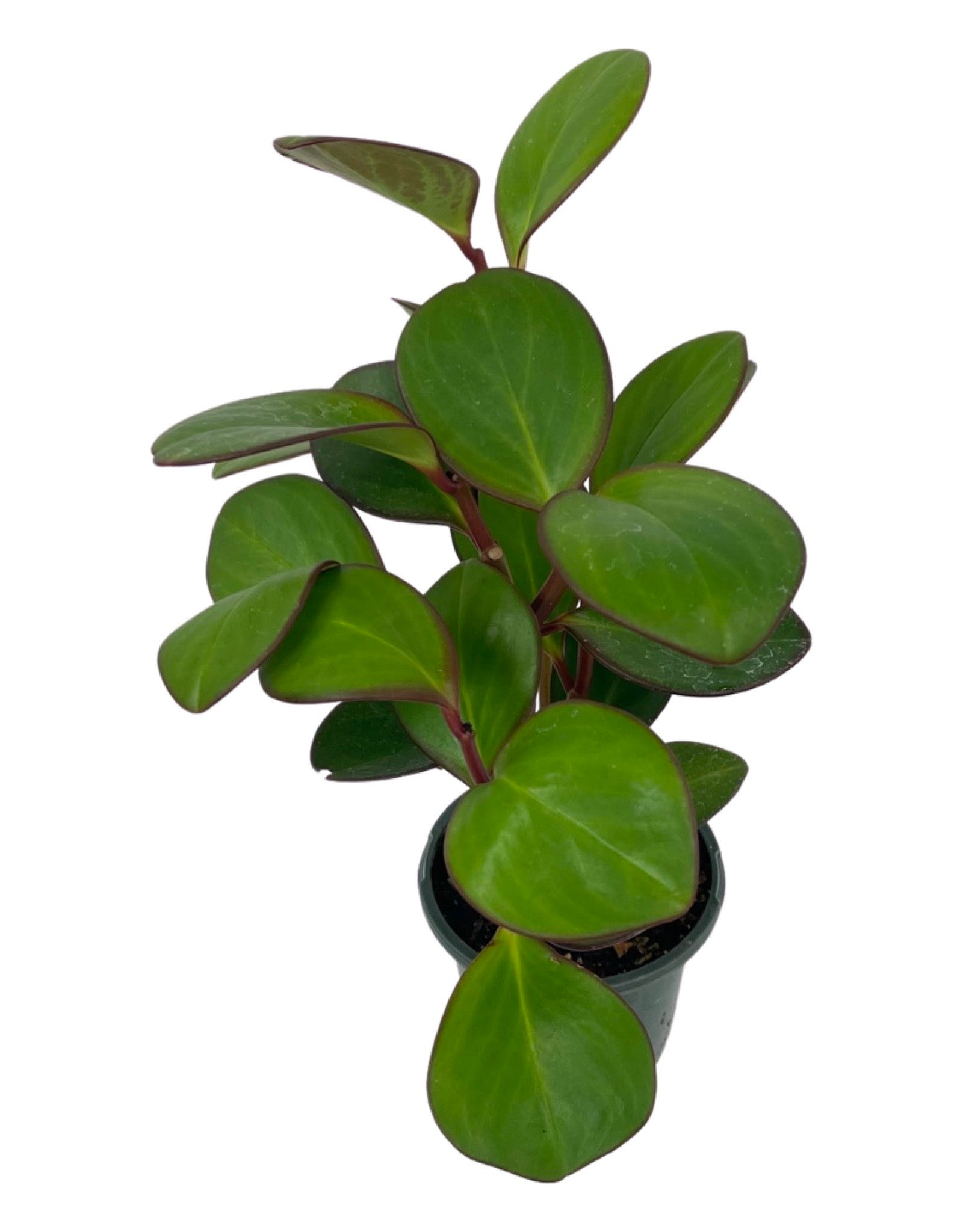 emerald rubber tree Peperomia 'Obtipan Emerald Isle' – The Garden Corner