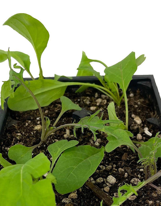 Specialty Greens 'Mesclun Blend' Jumbo Traypack - The Garden Corner