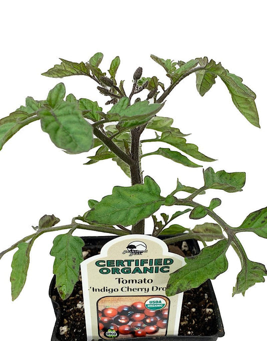 Tomato 'Indigo Cherry Drop' 4 inch - The Garden Corner