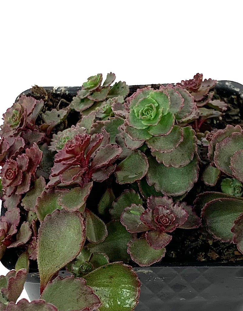 Sedum spurium 'Red Carpet' 4 inch - The Garden Corner