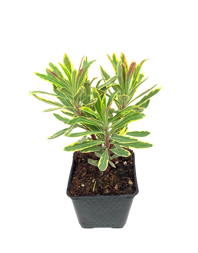 Euphorbia x martinii 'Ascot Rainbow'
