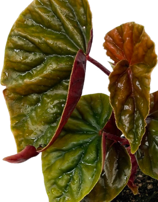 Begonia 'Thurstonii Elephant Ear' 1 Gallon - The Garden Corner