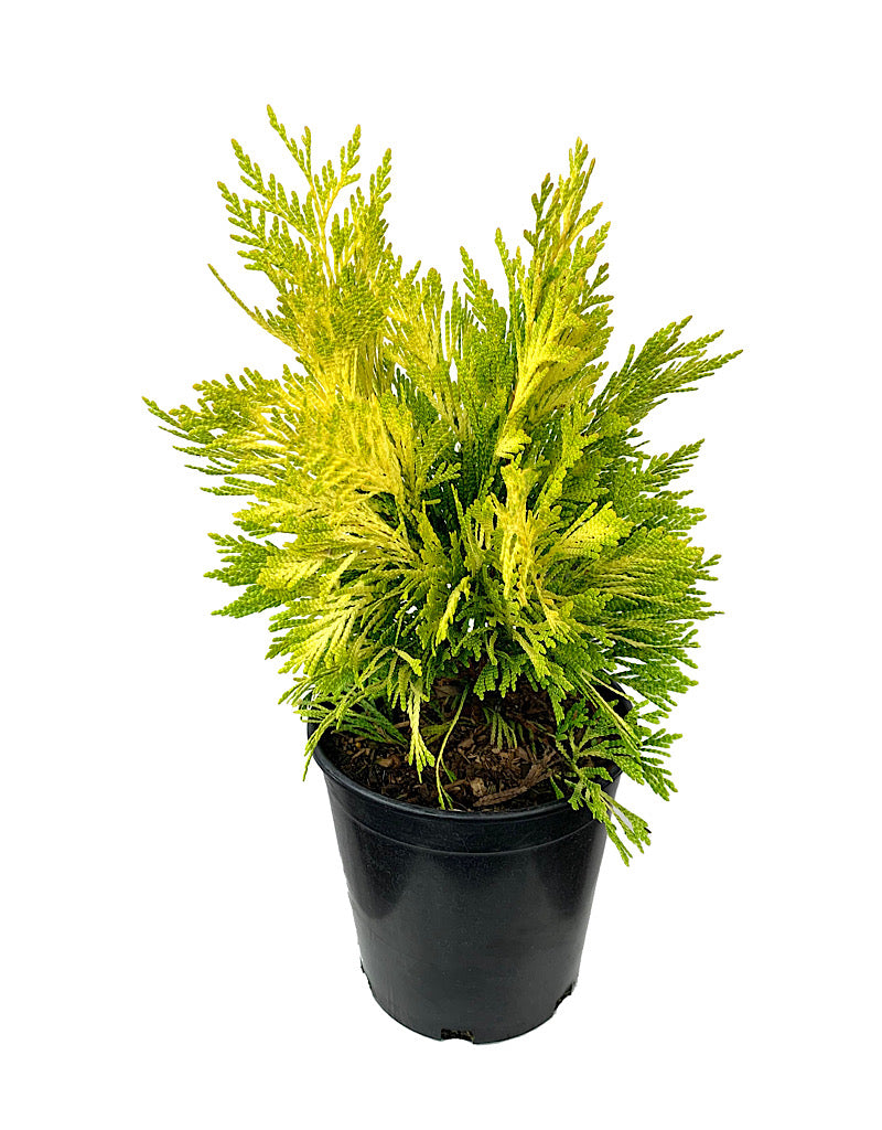 Thuja plicata '4ever Goldy' 1 Gallon