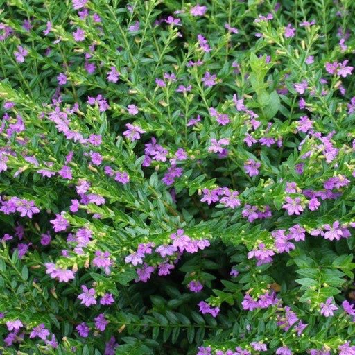 Cuphea 'Allyson' 4 Inch - The Garden Corner