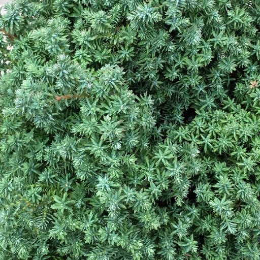 Cham. thyoides 'Red Star' - 1 gal - The Garden Corner