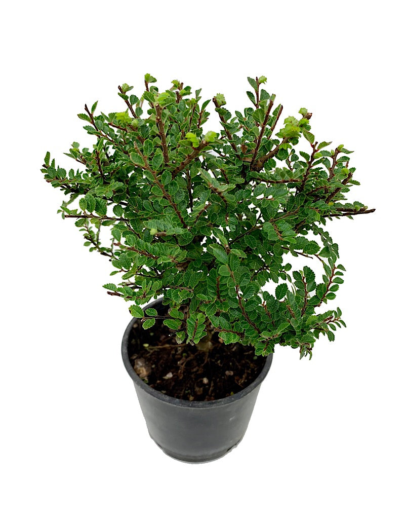 Ulmus parvifolia 'Seiju' Bonsai 4 inch