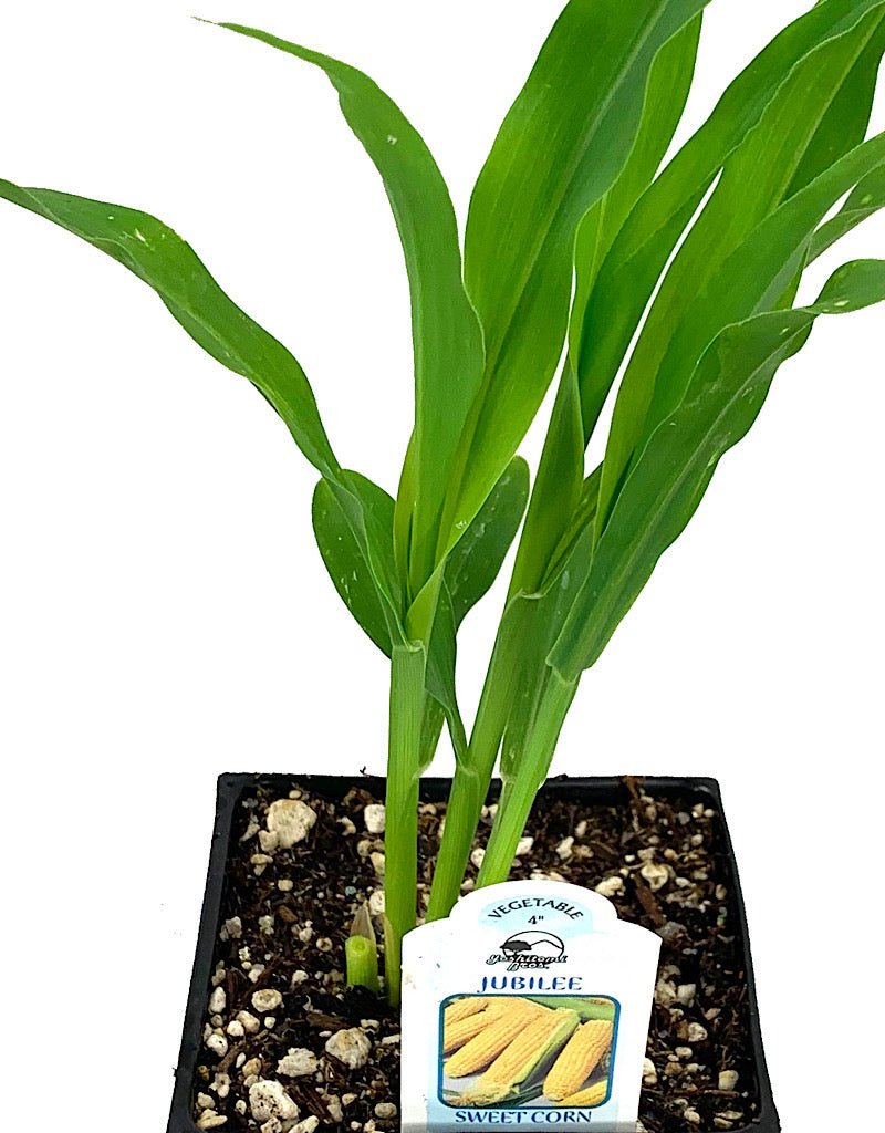 Corn 'Jubilee' 4 Inch - The Garden Corner