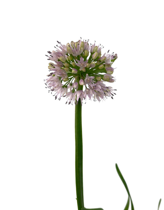 Allium 'Big Beauty' Quart - The Garden Corner