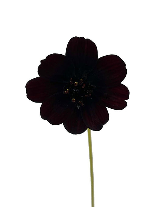 Cosmos 'Choca Mocha' 4 Inch - The Garden Corner