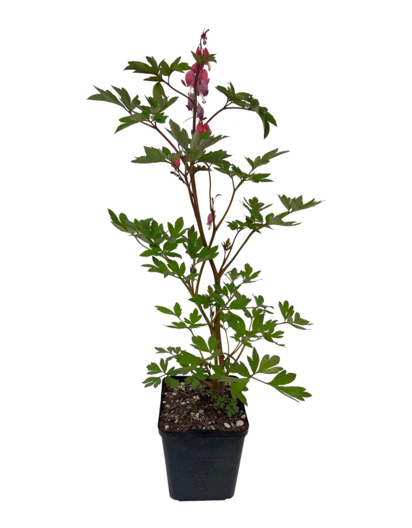 Dicentra spectabilis 'Valentine' - Perennials