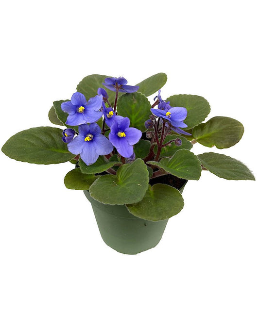 Saintpaulia ionantha - The Garden Corner