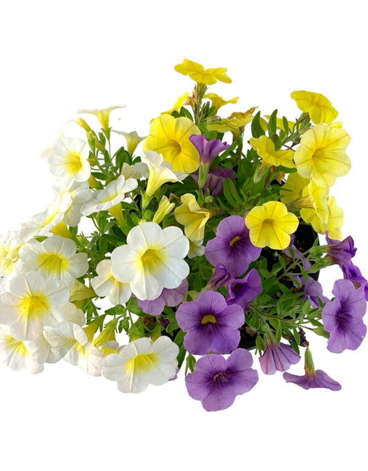 Calibrachoa Confetti Garden 'Aloha Kona Hawaiian Orchid' 6 Inch - The Garden Corner