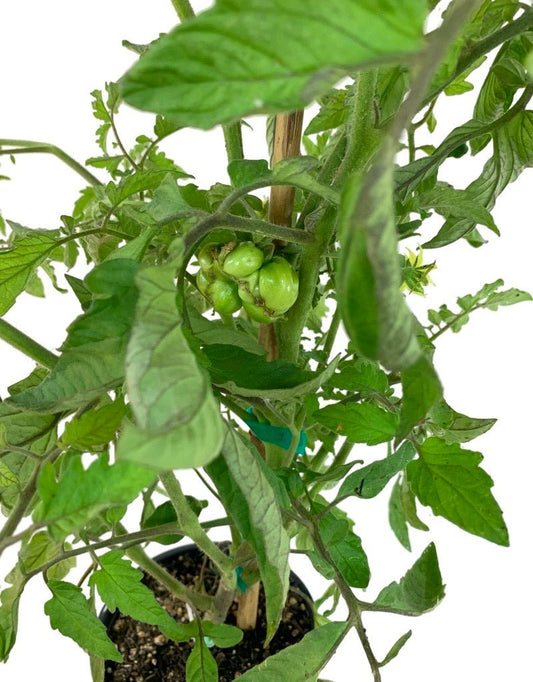 Tomato Grafted 'Cherokee Purple' 1 Gallon - The Garden Corner