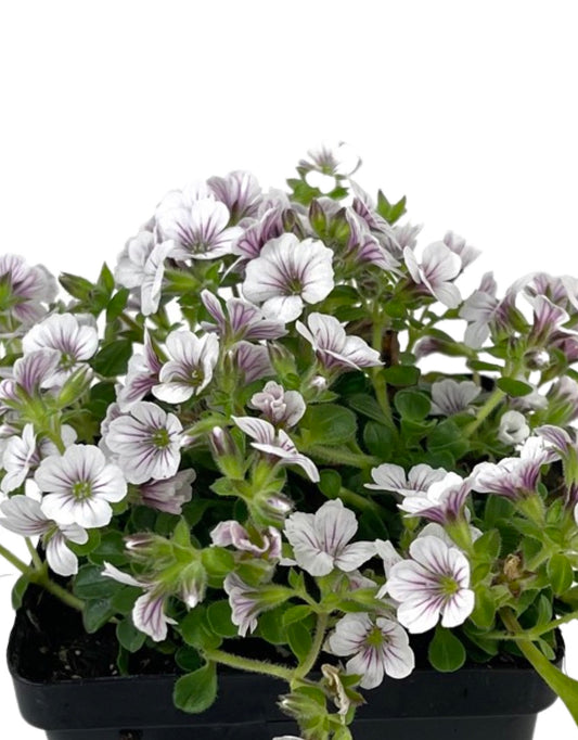 Gypsophila cerastoides 4 Inch - The Garden Corner