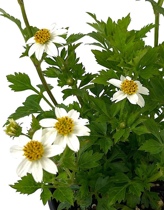 Bidens 'White Delight' - The Garden Corner