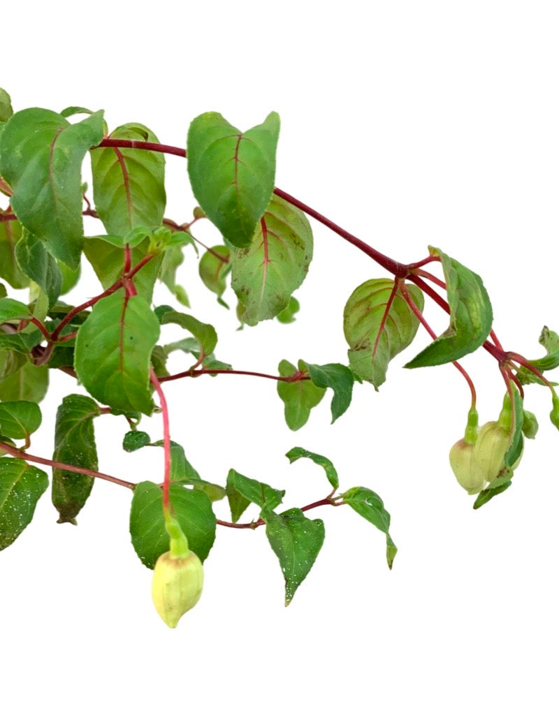 Fuchsia 'Pink Marshmallow' 4 Inch