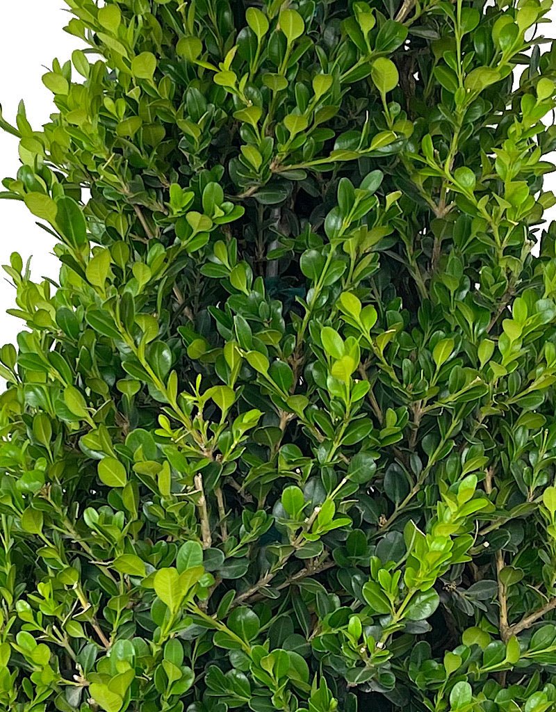 Buxus 'Winter Gem' Cone 7 Gallon - The Garden Corner