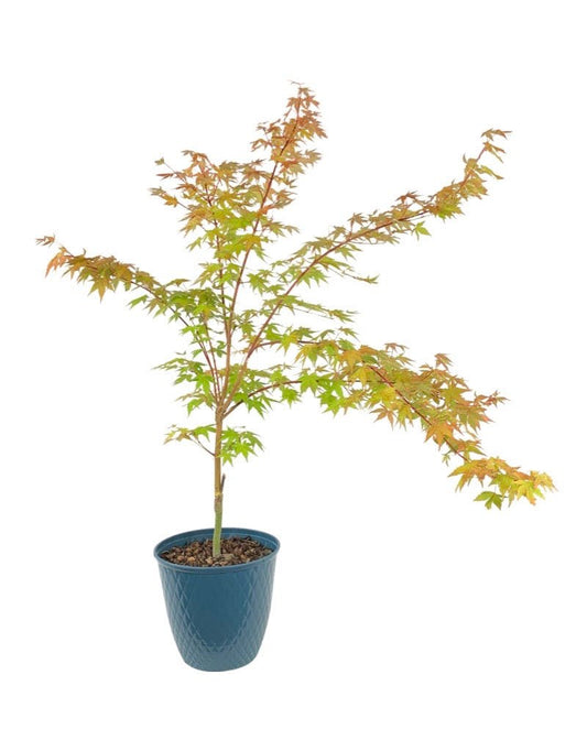 Acer palmatum 'Sango Kaku' - The Garden Corner