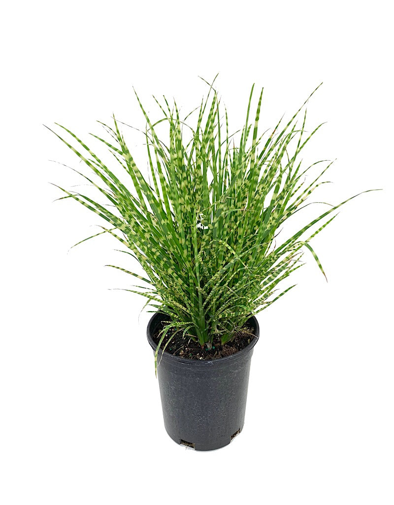 Miscanthus sinensis 'Gold Bar'