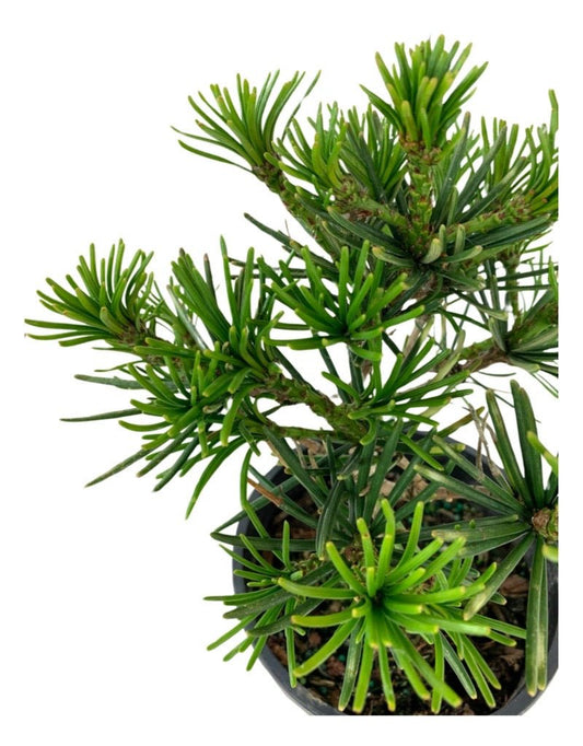 Sciadopitys verticillata 'Picola' - The Garden Corner