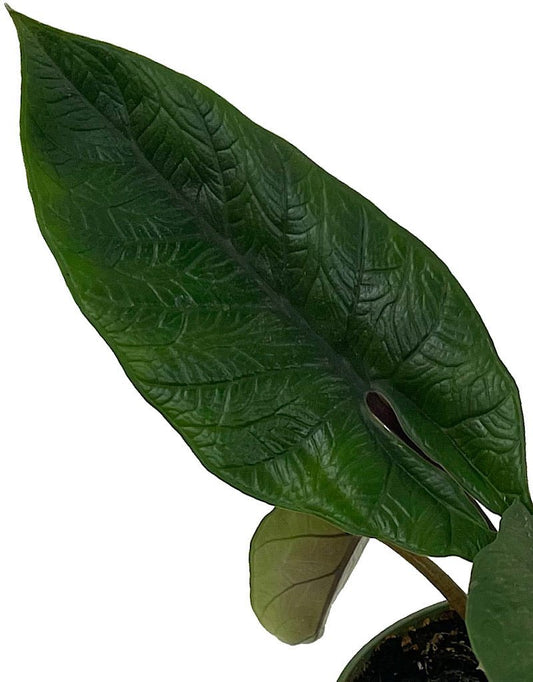 Alocasia scalprum - The Garden Corner