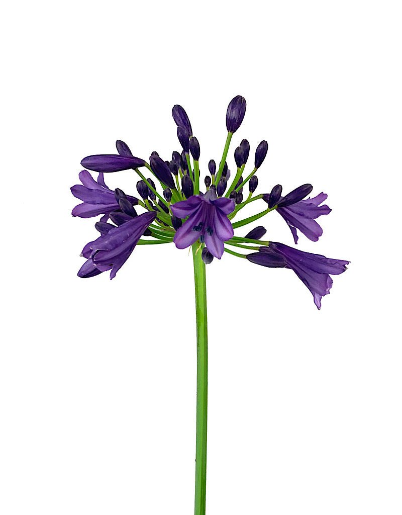 Agapanthus 'Ever Amethyst 1 Gallon - The Garden Corner